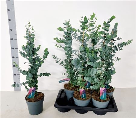 <h4>Eucalyptus Cinerea Met Stok</h4>