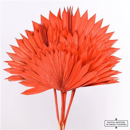 <h4>Dried Palm Sun 6pc Red Bunch</h4>