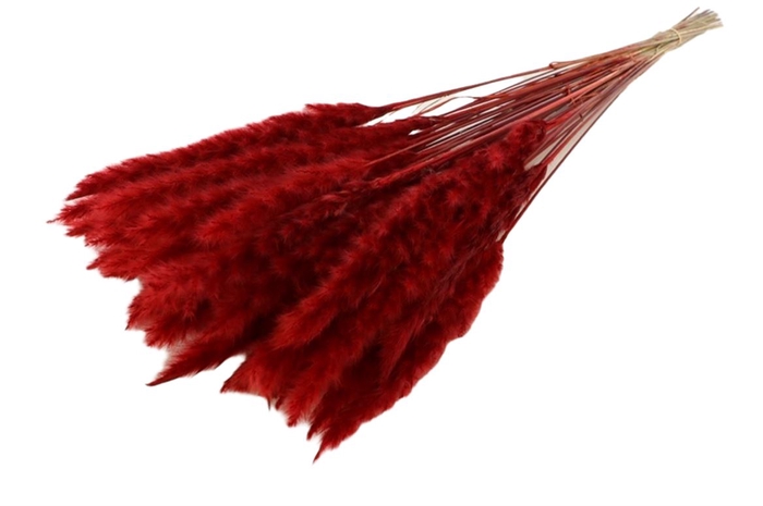 <h4>DRY FLUFFY PAMPAS RED PBS</h4>