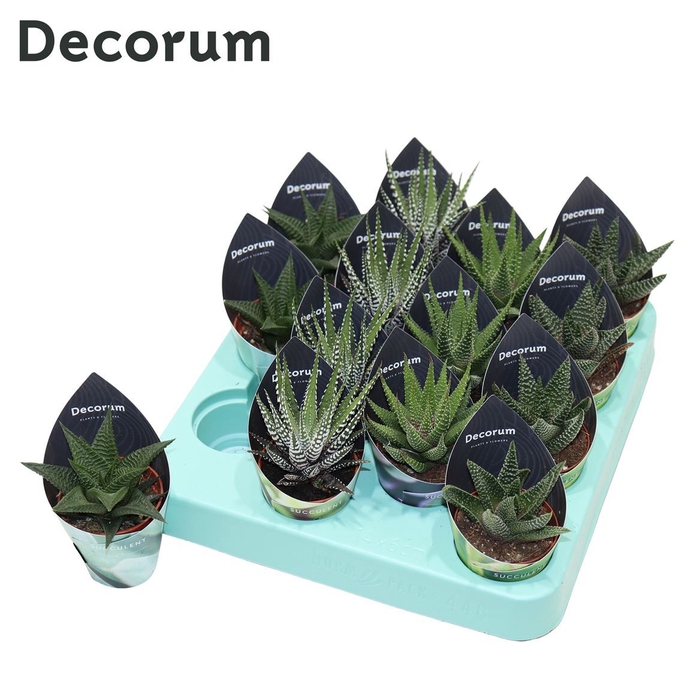 Haworthia Mix (4spc.) (decorum) Decorum Potcover