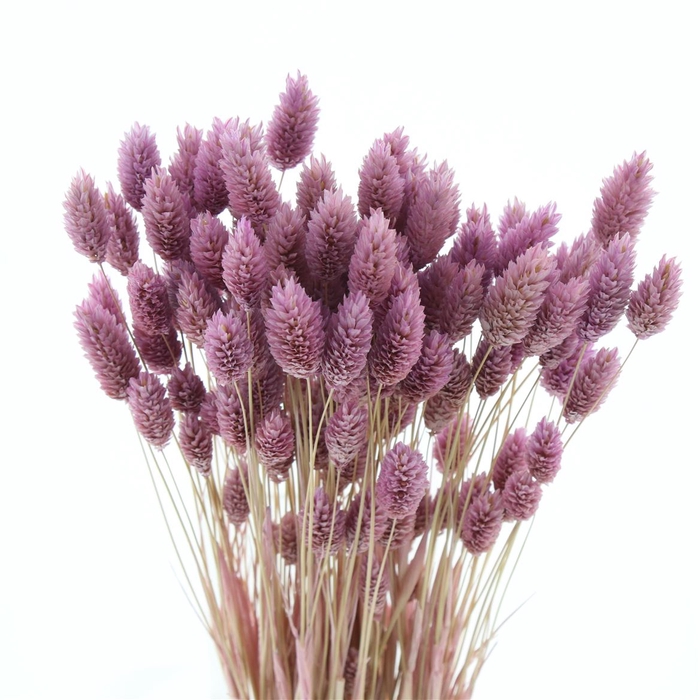 <h4>Dried Phalaris Light Lavendel</h4>