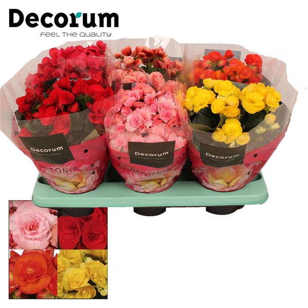 Begonia mix 14 cm (5 kleuren) Decorum