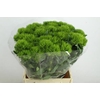 DIANTHUS BR GREEN WICKY
