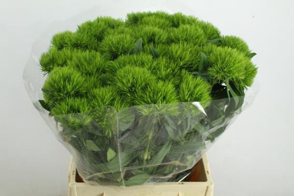 DIANTHUS BR GREEN WICKY