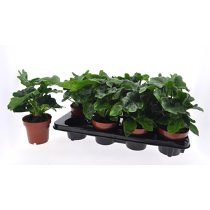 Philodendron sell atom 12Ø 25cm