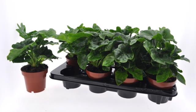 Philodendron sell atom 12Ø 25cm