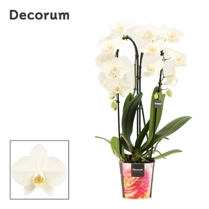Phalaenopsis cascade 2 tak wit (Decorum)