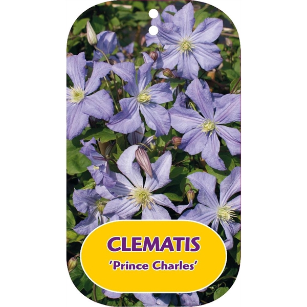 <h4>Clematis 'Prince Charles'</h4>