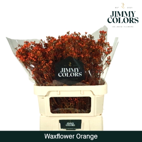 <h4>Waxflower premium L80 Klbh. Oranje</h4>