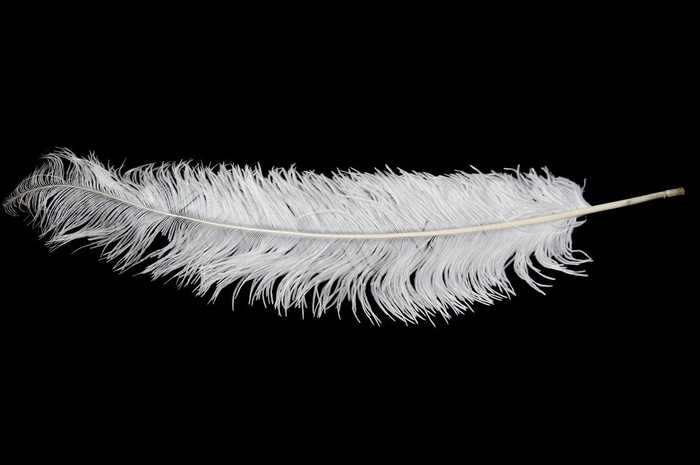 Feather ostrich white 5st/bunch