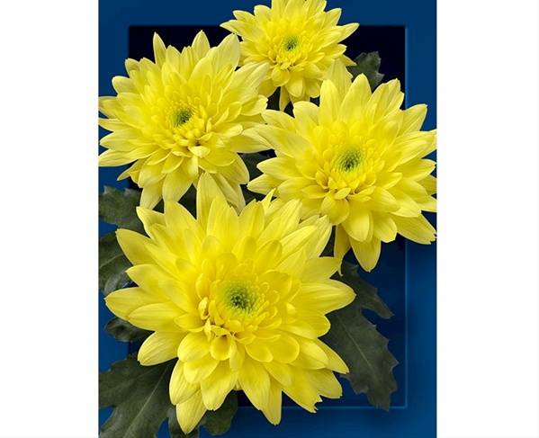 Chrysanthemum spray bacardi amarilla
