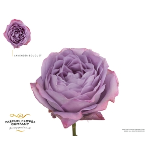 Rosa Garden Lavender Bouquet