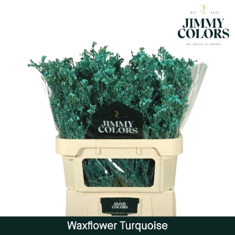 <h4>Waxflower premium L80 Klbh. Turquoise</h4>