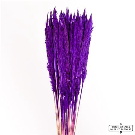 <h4>Dried Fluffy Pampas Purple Bunch</h4>