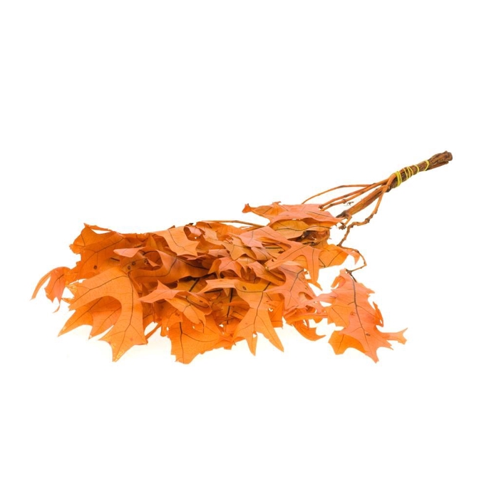 Scarlet Oak leaf preserved burnt orange