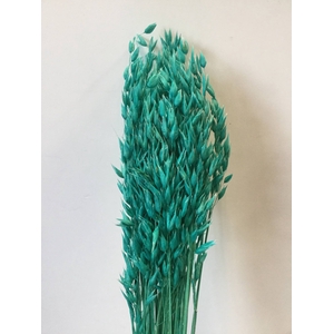 DRIED FLOWERS - AVENA TURQUOISE