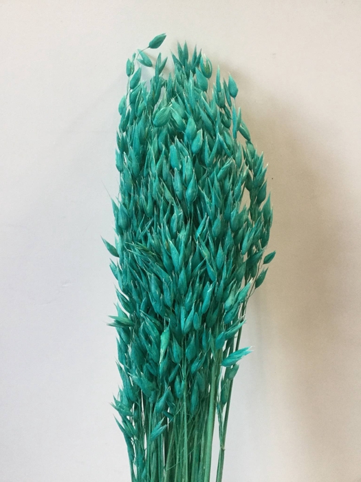 DRIED FLOWERS - AVENA TURQUOISE