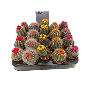 Cactus dryflowers mix 5,5Ø 7cm Disco