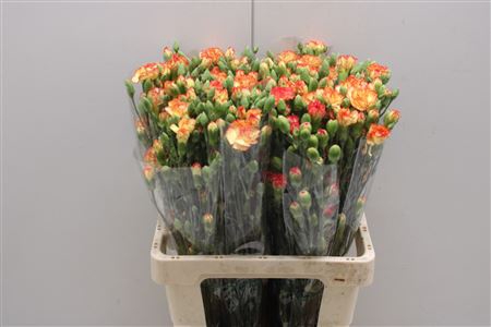 <h4>Dianthus Sp Spectro</h4>