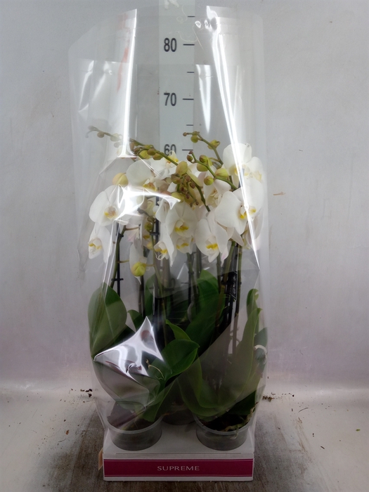 <h4>Phalaenopsis  'Ant Cambridge'</h4>