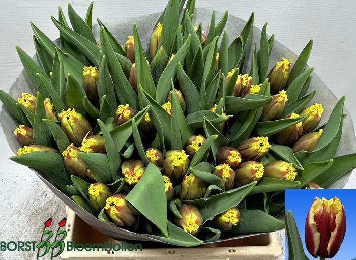 <h4>Tulipa (Fri. overig</h4>