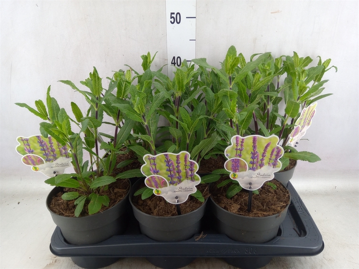 <h4>Salvia nemorosa</h4>