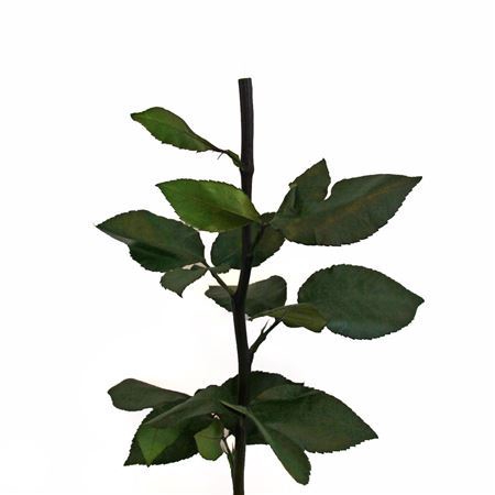 <h4>Pres 30cm Green Stem Without Head</h4>