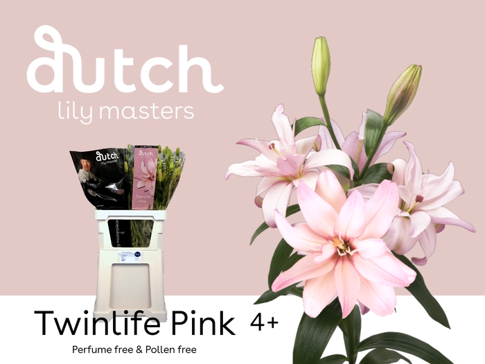 <h4>Lilium az twinlife pink</h4>