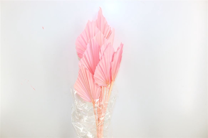<h4>Dried Palm Spear 10pc L Pink Bunch</h4>