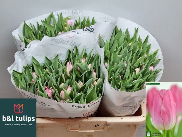 <h4>Tulipa enke. Triumf Grp Dynasty</h4>