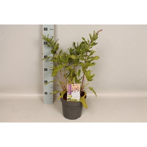 vaste planten 19 cm  Salvia nem Amethyst