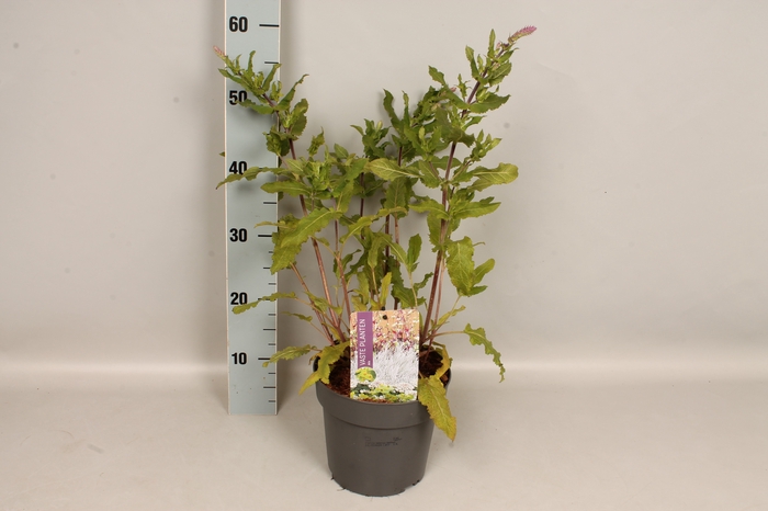 vaste planten 19 cm  Salvia nem.Amethyst