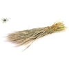 Hordeum per bunch frosted white