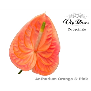 Anthurium paint orange pink