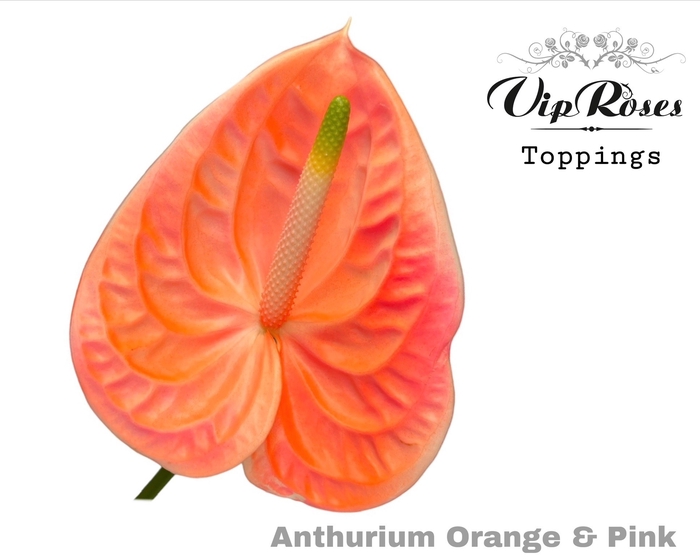 <h4>Anthurium paint orange pink</h4>