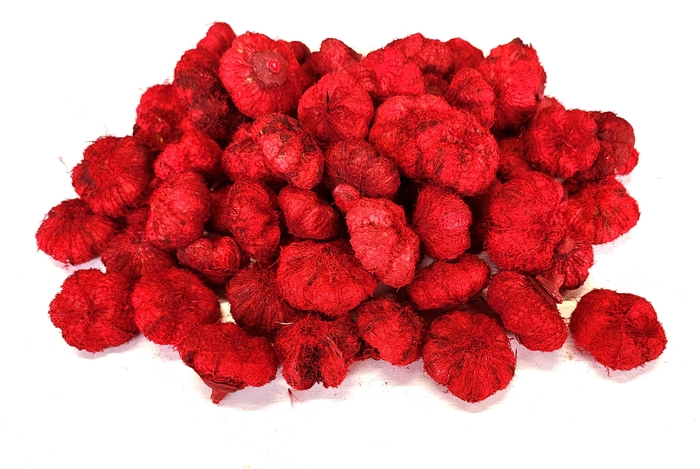 <h4>Paras peepal 500gr in poly red</h4>