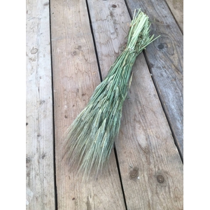 DRIED HORDEUM (GERST) NATURAL BUNCH