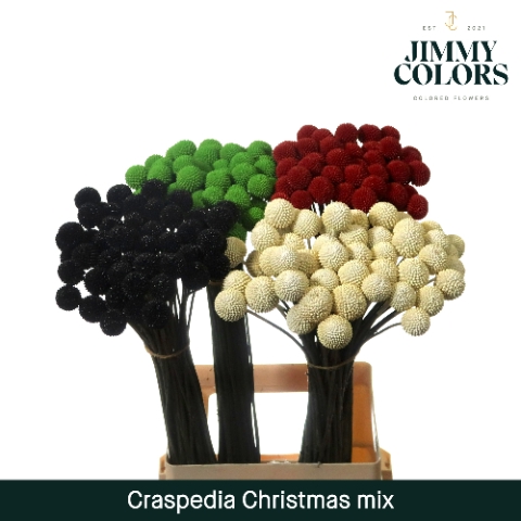 <h4>Craspedia L70 Klbh. Christmas Mix</h4>