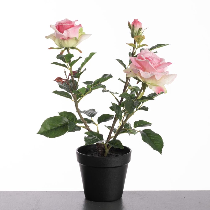 <h4>Af Rosa In Pot H40cm Pink</h4>