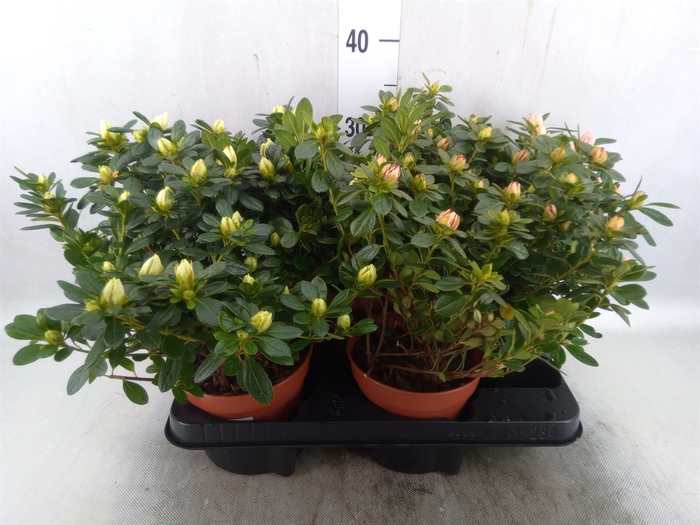 <h4>Rhododendron SI   ...mix</h4>