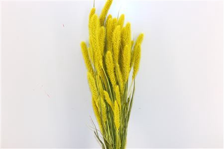 <h4>Dried Setaria Exclusive Yellow Bunch</h4>