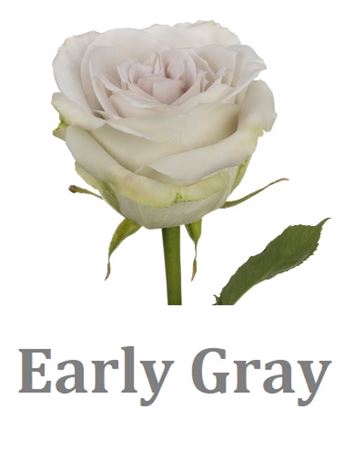 <h4>R Gr Early Gray</h4>
