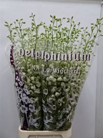 Delph Du Dewi Rocket 130cm