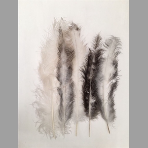Basic Ostrich Feathers 55cm 5 Pcs Nat White