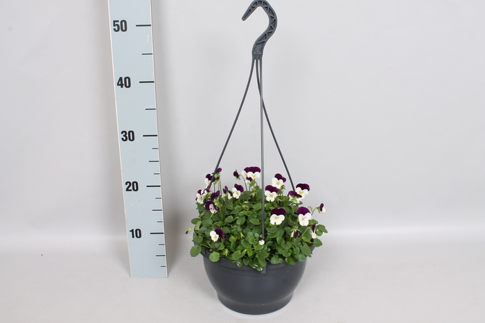 Hangpot 23 cm Viola cornuta White Purple jump up