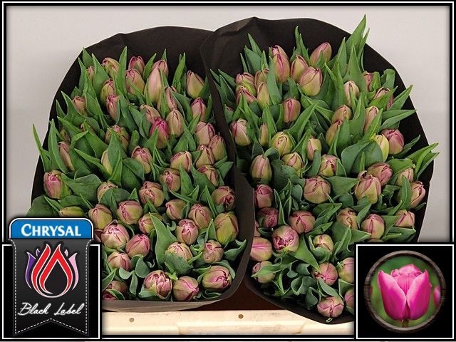 <h4>Tulipa do double princess</h4>