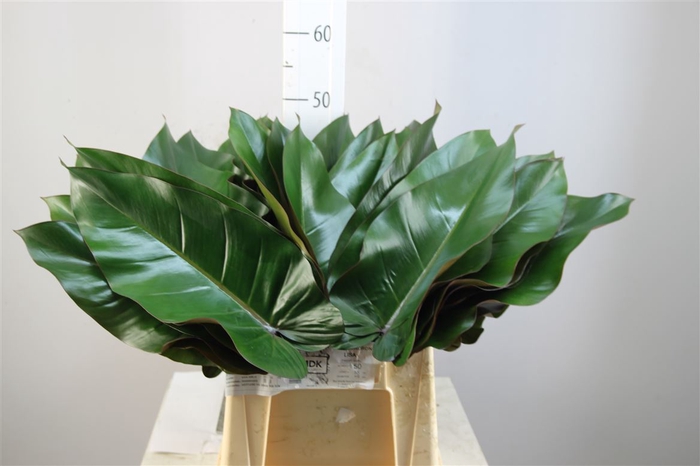 <h4>Philodendron Lisa</h4>