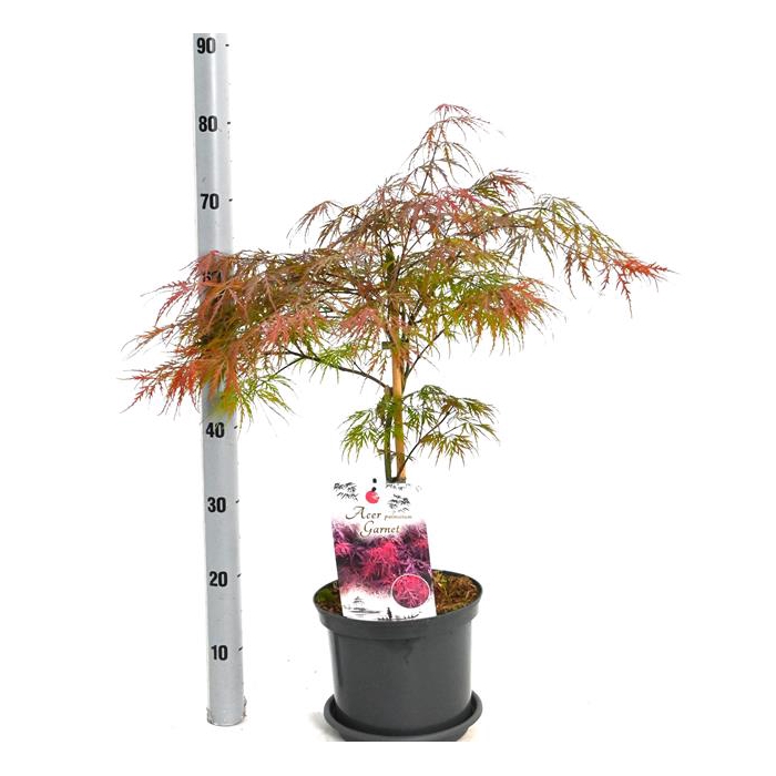 <h4>Acer Palmatum Garnet 23Ø 50cm</h4>