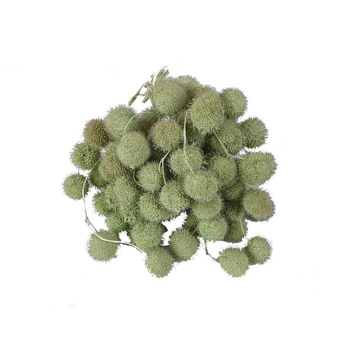 <h4>Small ball per bunch in poly Mint Green</h4>