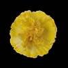 Dianthus St Yellow